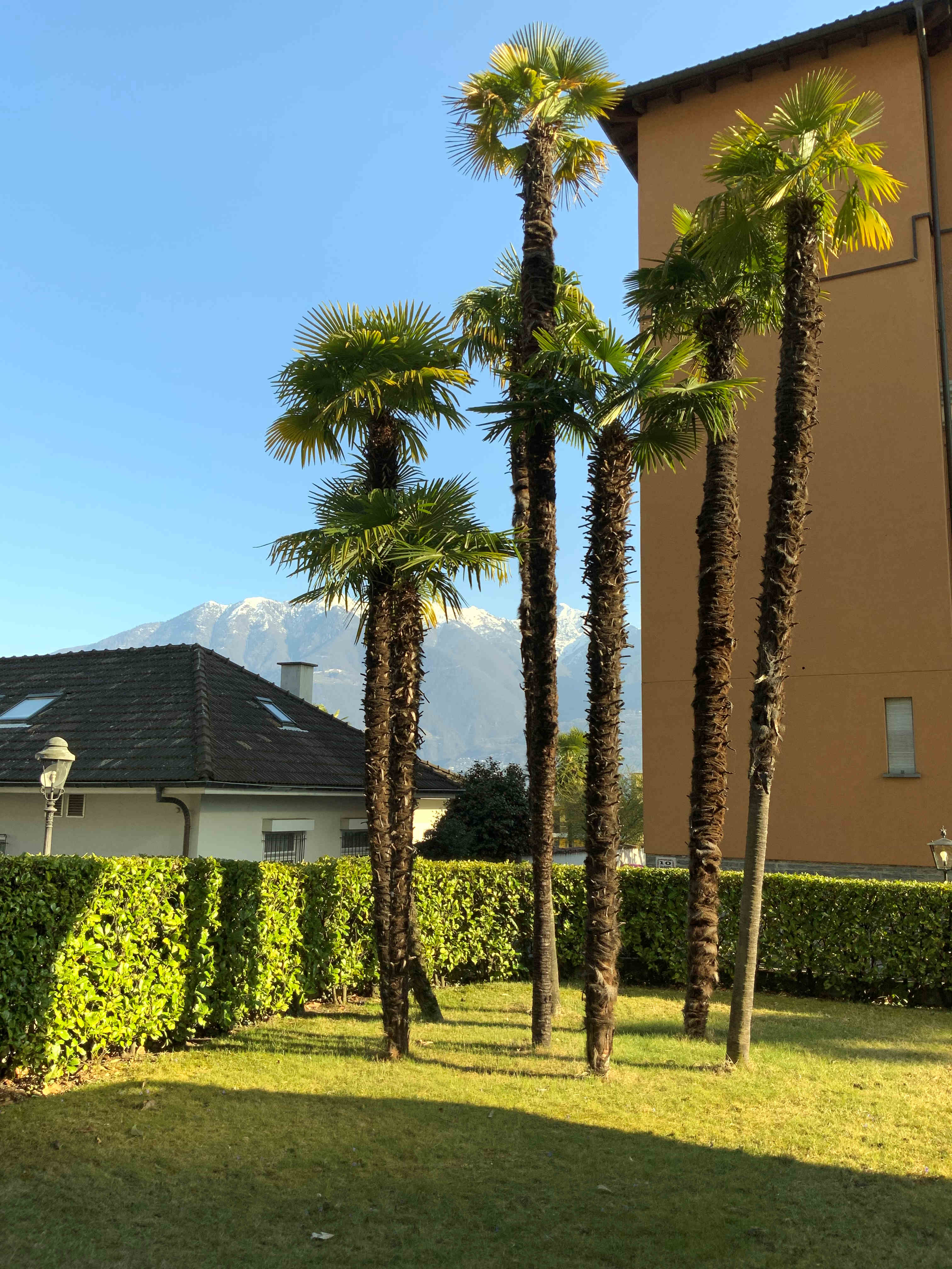 Tessin.ch: Gepflegte 2 1/2 Zi Ferienwohnung in 6600 Muralto 